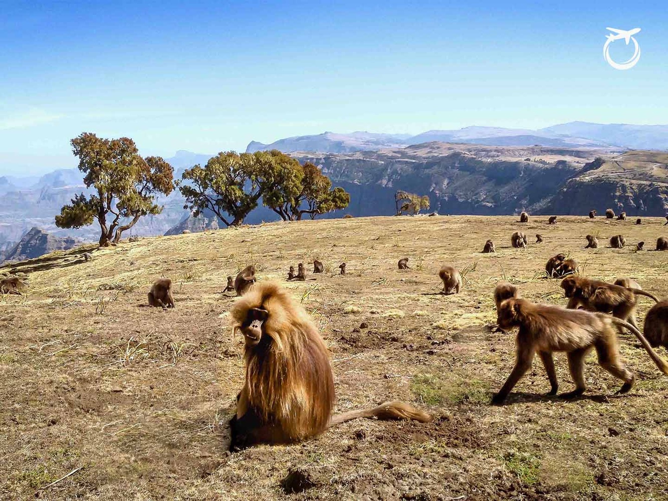 Simien Mountains Trekking Guide: Gelada Monkeys & Ras Dashen