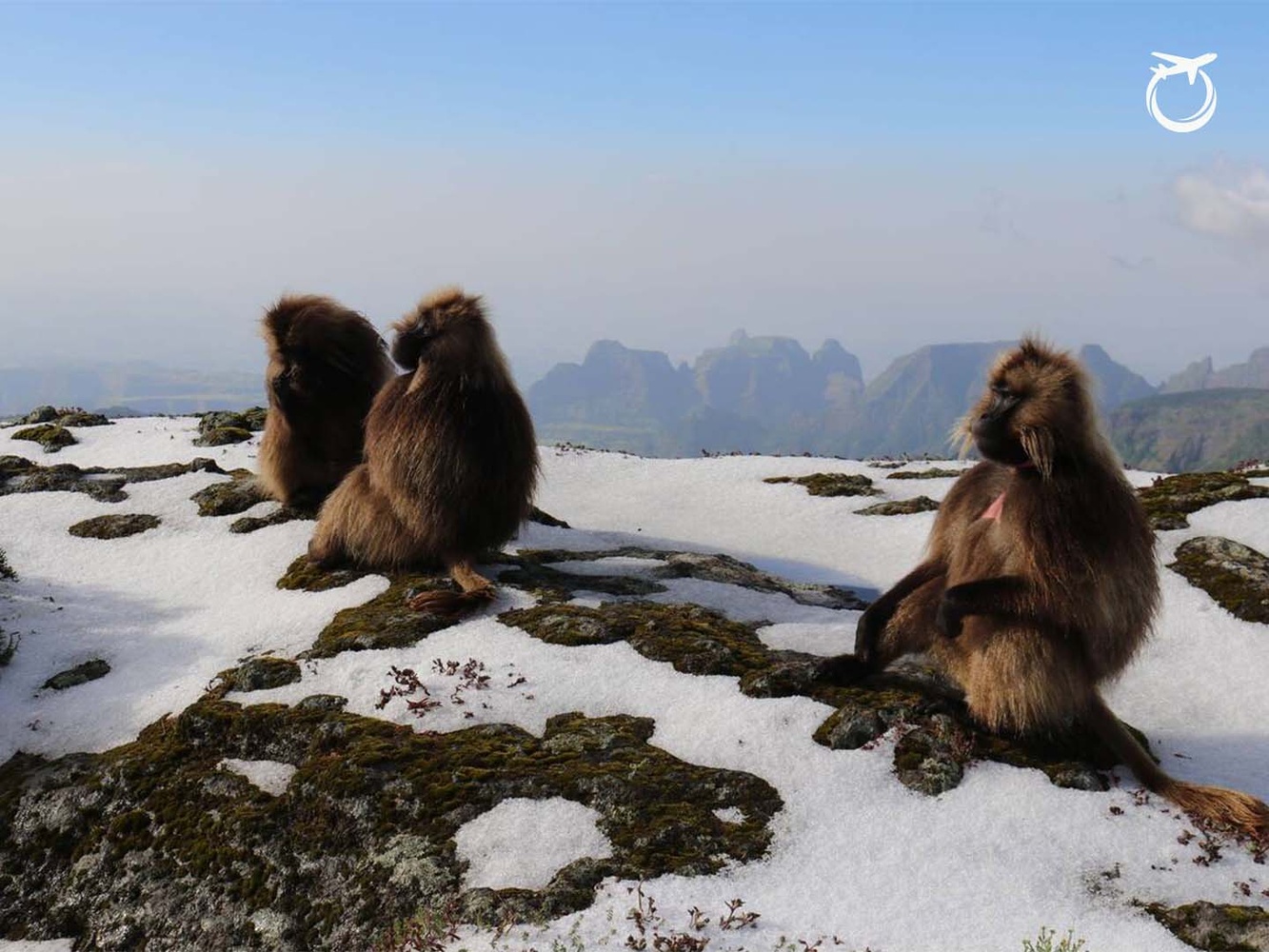 Simien Mountains Trekking Guide: Gelada Monkeys & Ras Dashen
